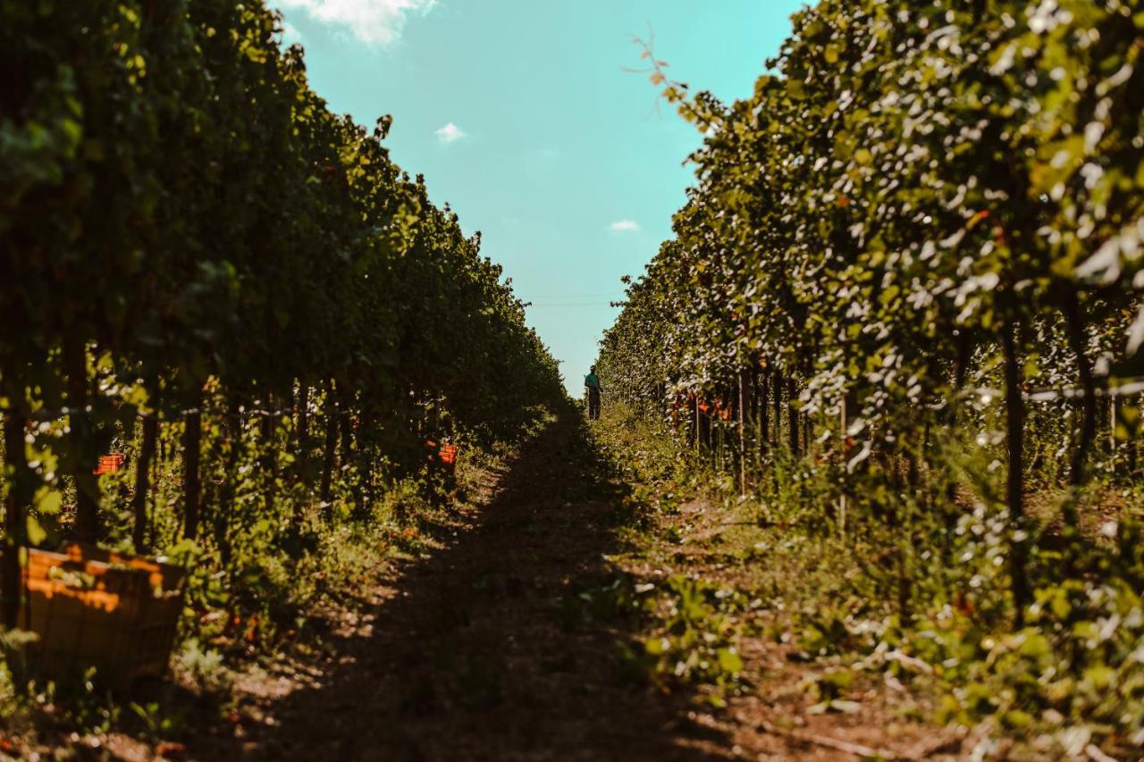 サッサリ La Vinia Bed&Wine Experience - Adults Onlyヴィラ エクステリア 写真